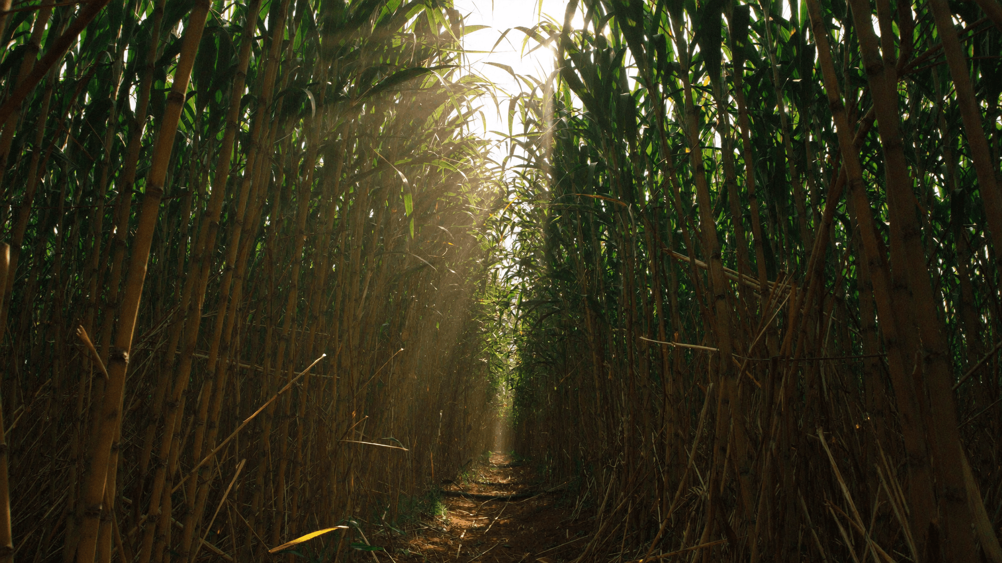 A sunlit path through the Eswatini sugarcane fields where Pombay's cane is grown