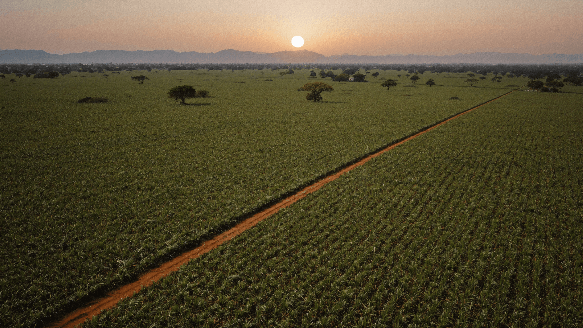 Eswatini sugarcane fields at sunset, where the base of Pombay's spirits is farmed