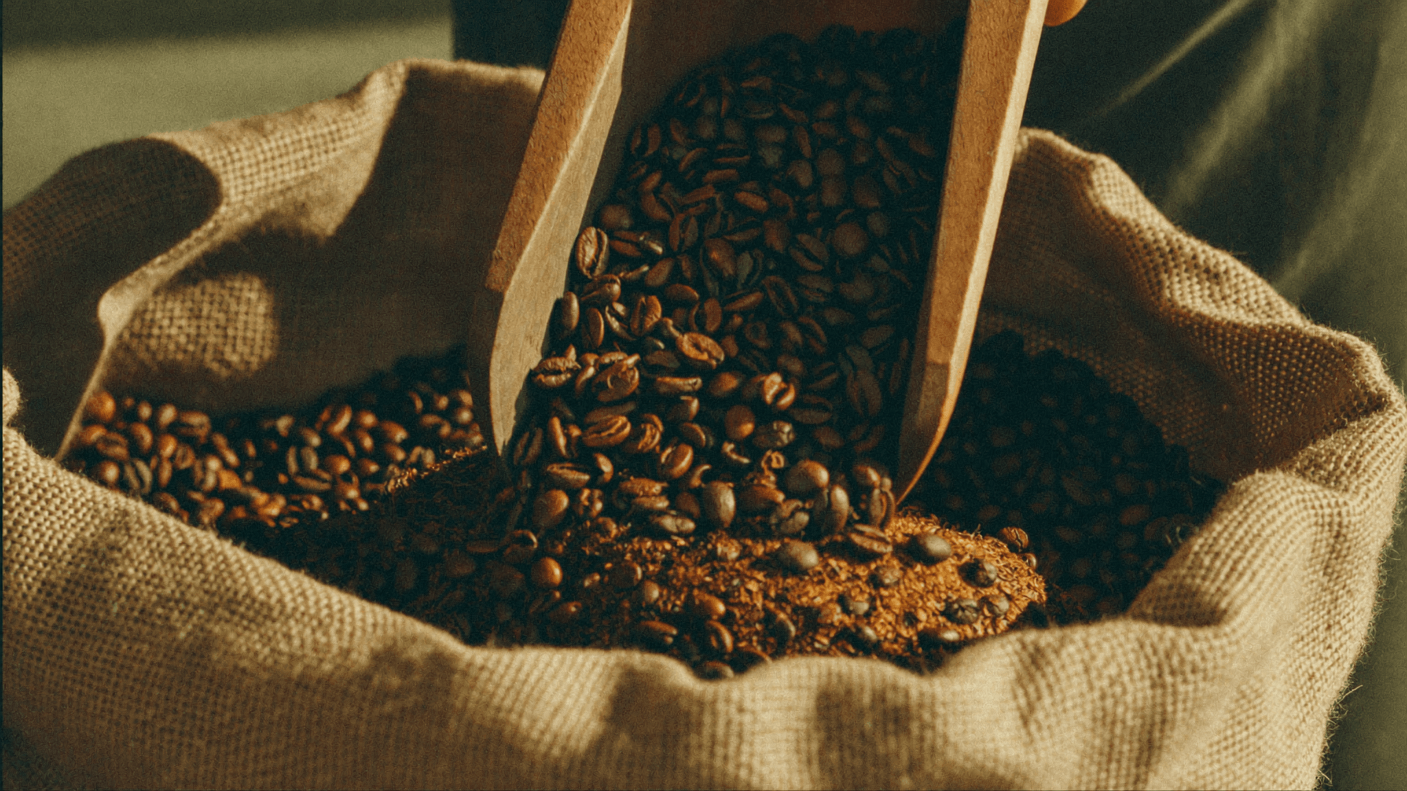 A scoop of freshly roasted East African coffee beans for Pombay Coffee Liqueur