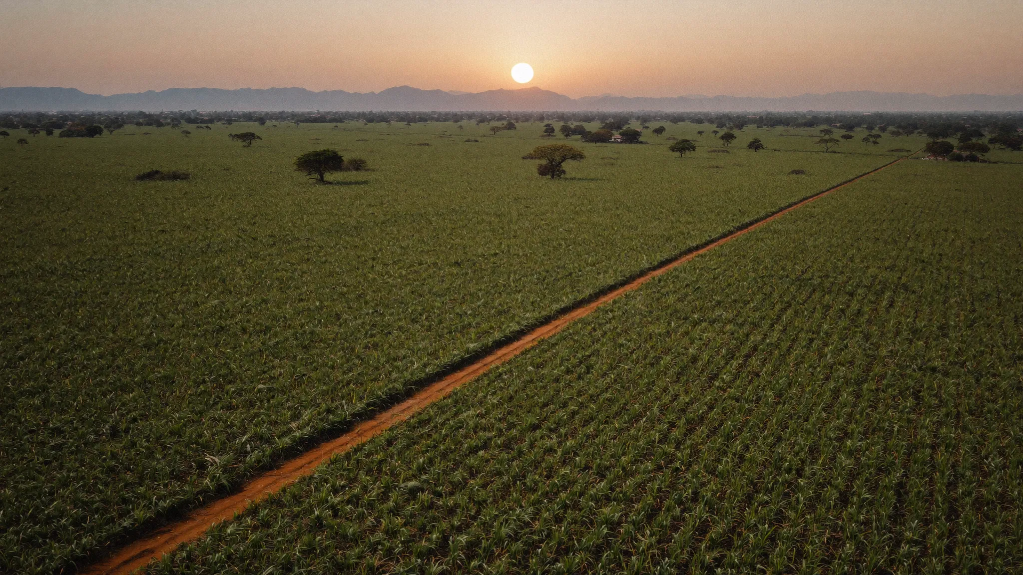 Eswatini sugarcane fields at sunset, where the base of Pombay's spirits is farmed